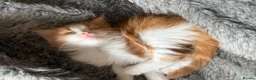 Mixed Breed cats for sale: Maine coon x ragdoll kittens - Advert 13