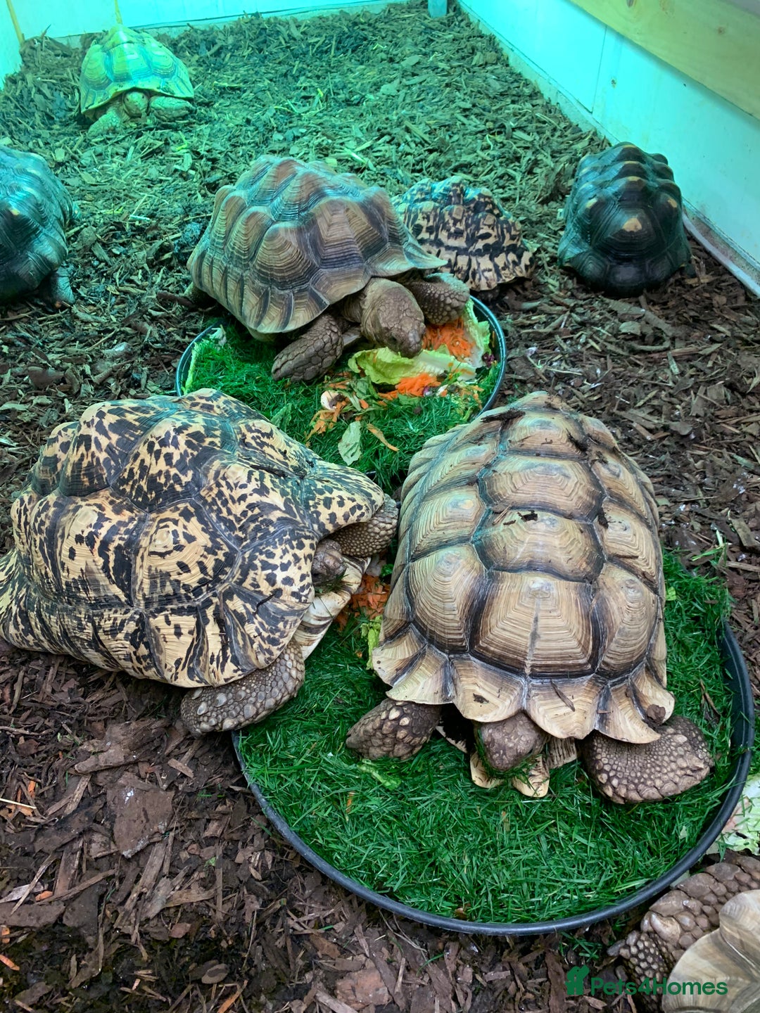Tortoise reptiles for sale: Looking For Tortoises  - Advert 1