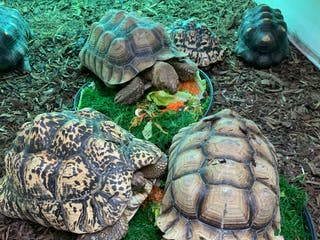 Tortoise reptiles Looking For Tortoises - Advert 2