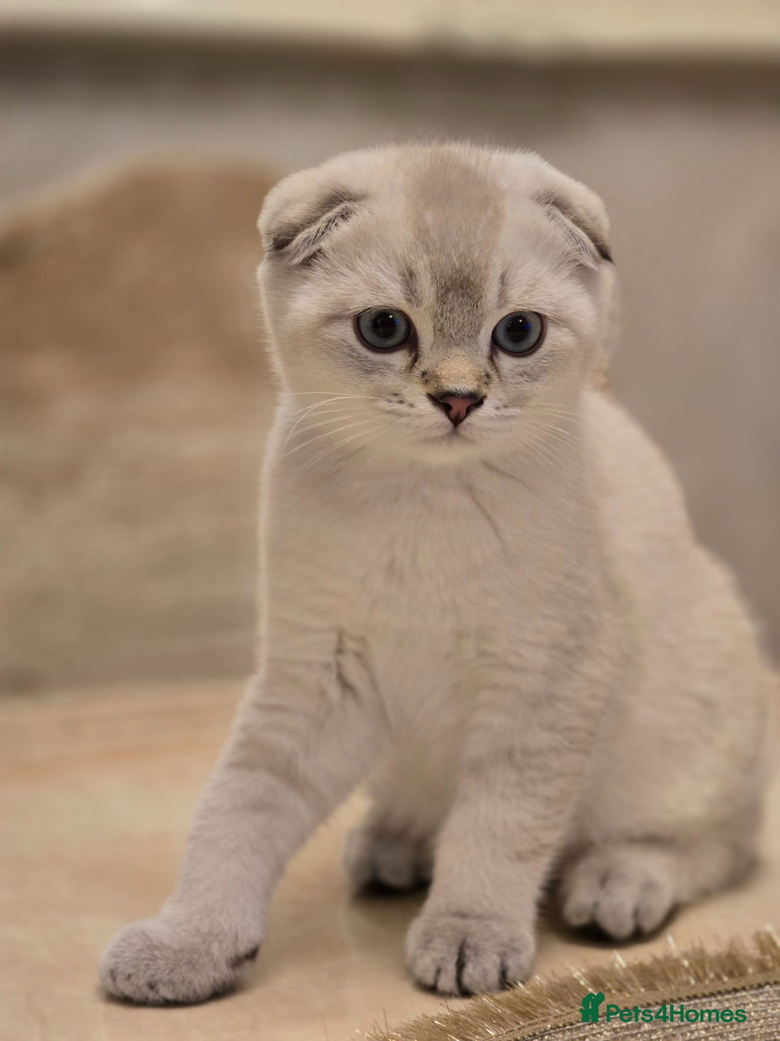 Scottish Fold cats The last 2 Scottish fold boys available 🐱 - Advert 2