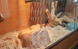 Corn Snake reptiles for sale: Female Adult Corn Snake - Advert 2