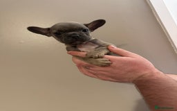 French Bulldog dogs for sale: Stunning French bulldogs  - Image 4