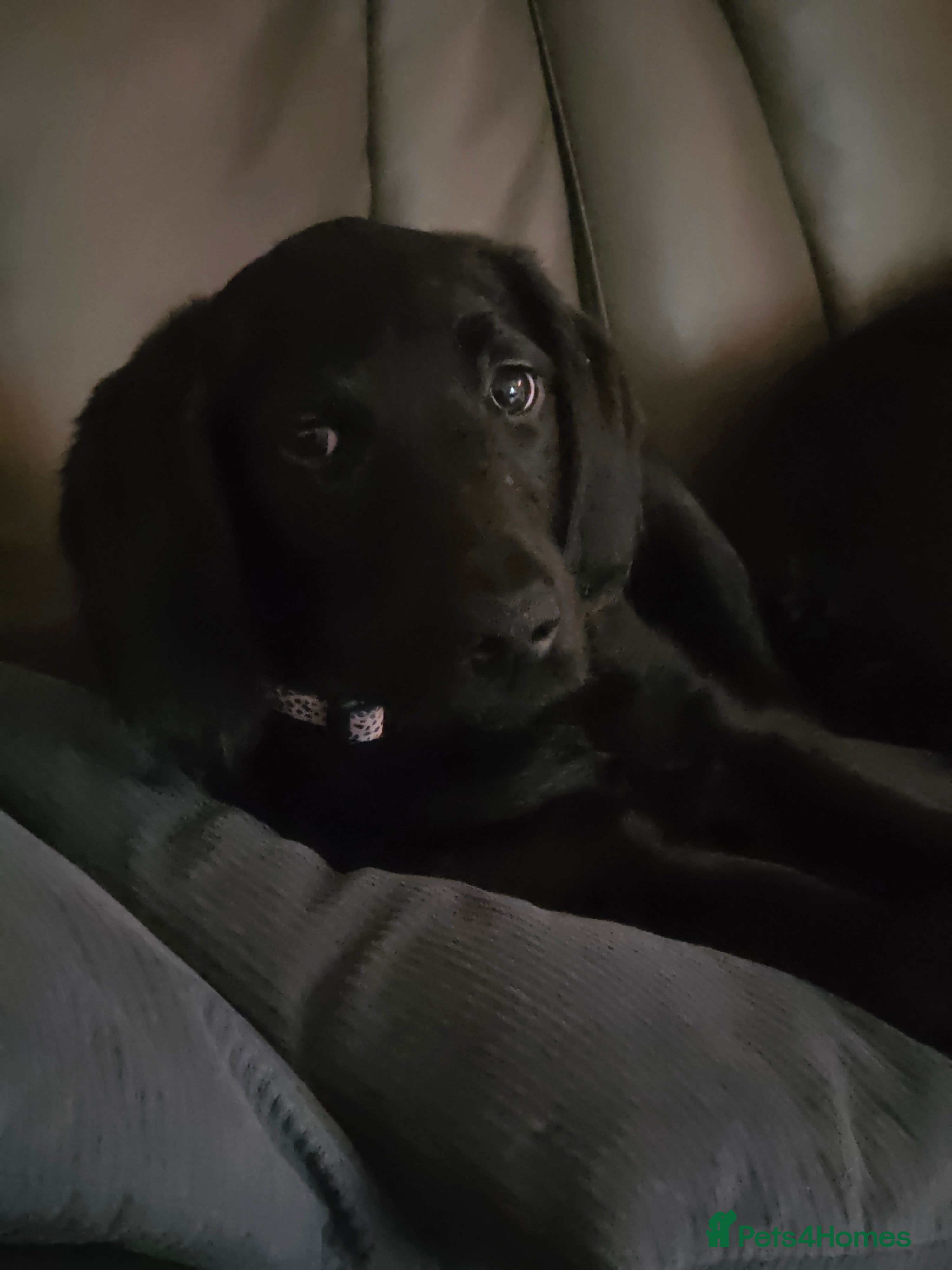 Labradoodle dogs Little girl Labradoodle  - Advert 3