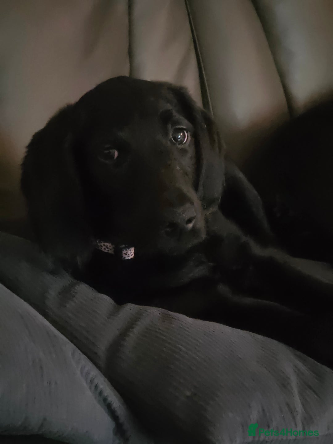 Labradoodle dogs for sale: Little girl Labradoodle  - Advert 1