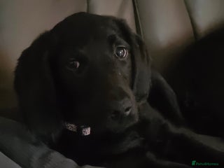 Labradoodle dogs Little girl Labradoodle - Advert 2