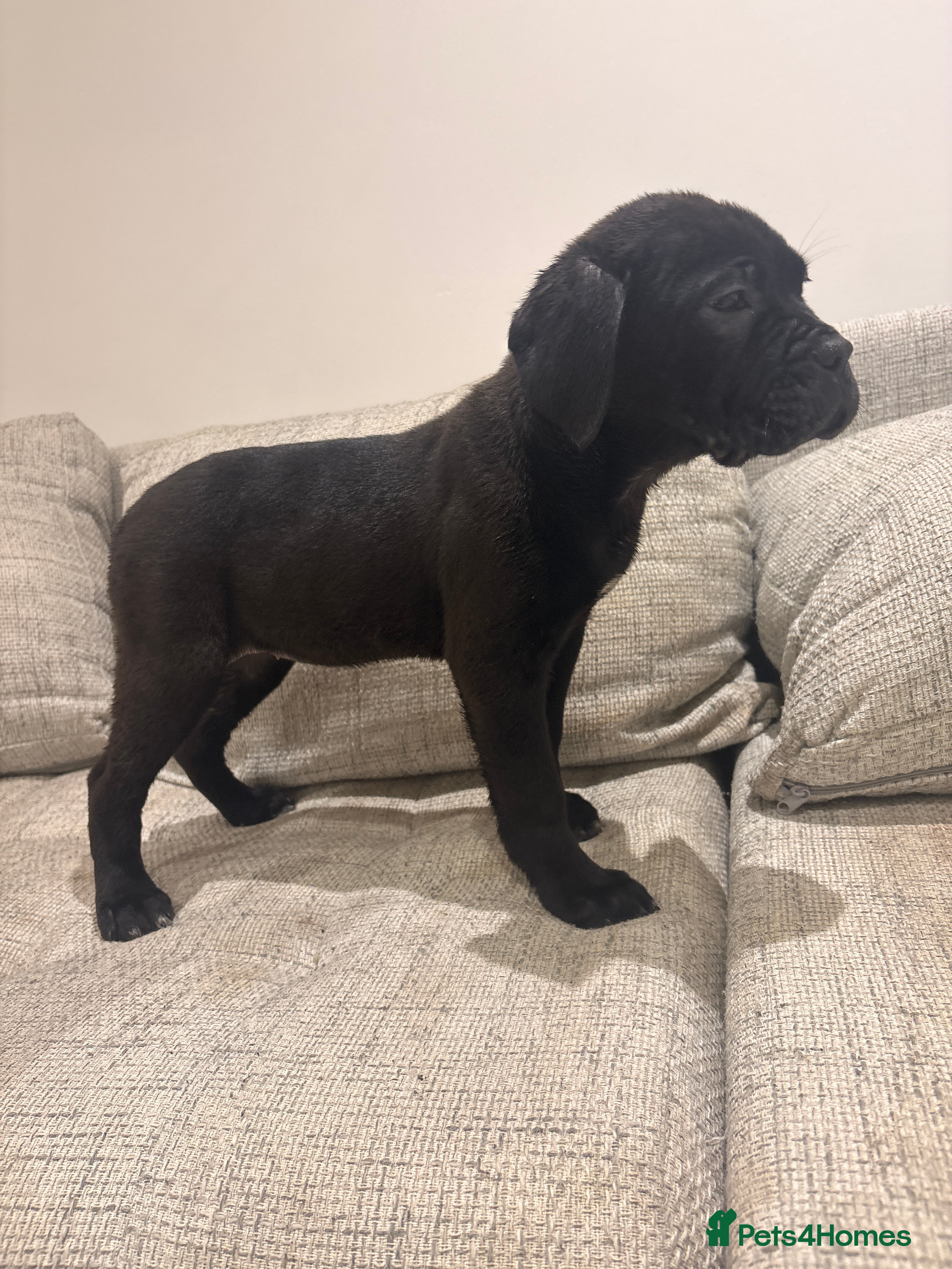 Mixed Breed dogs Fully Vaccinated Girl Ready to go! - Advert 16