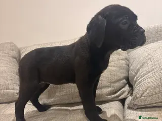 Mixed Breed dogs Fully Vaccinated Girl Ready to go! - Advert 16