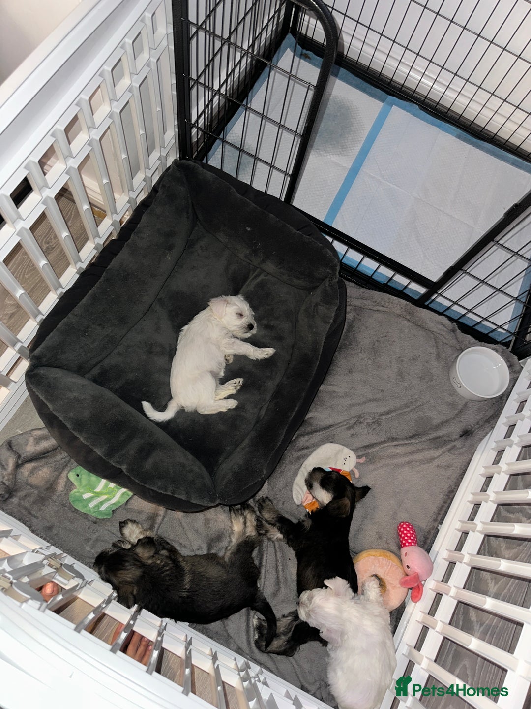 Miniature Schnauzer dogs for sale: 🐾 STUNNING KC REG MINIATURE SCHNAUZERS 🐾 - Image 16