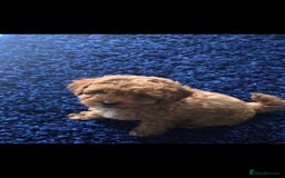 Cavapoo dogs for sale: 9 Week Old Cavapoo for sale (To Be Rehomed) - Image 3