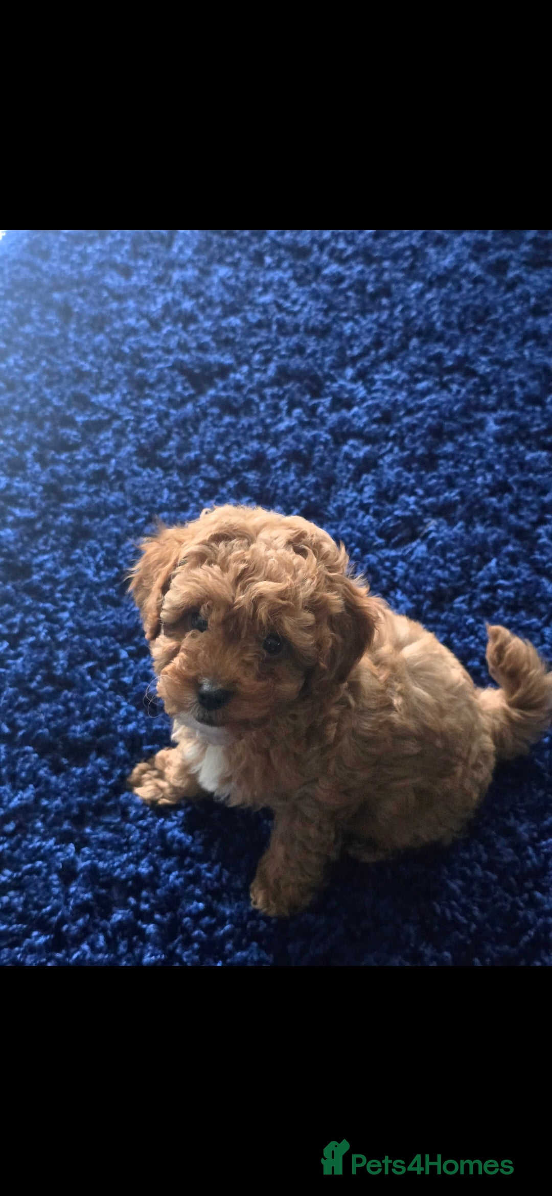 Cavapoo dogs for sale: 9 Week Old Cavapoo for sale (To Be Rehomed) - Image 3