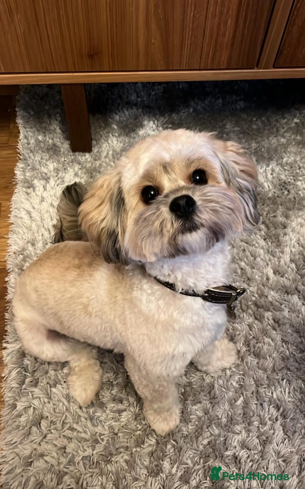 Shihpoo dogs Shih poo girl x1 black  - Advert 17