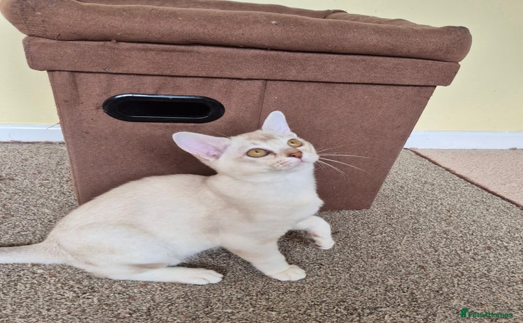 Burmilla cats - Advert 1