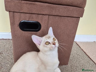 Burmilla cats - Advert 29