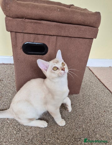 Burmilla cats - Advert 1