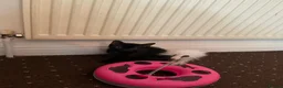Mixed Breed cats for sale: 2 kittens male waiting to be loved - Advert 8