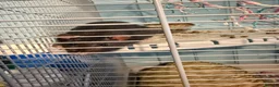 Rat rodents for sale: Friendly baby rats in London - Advert 3