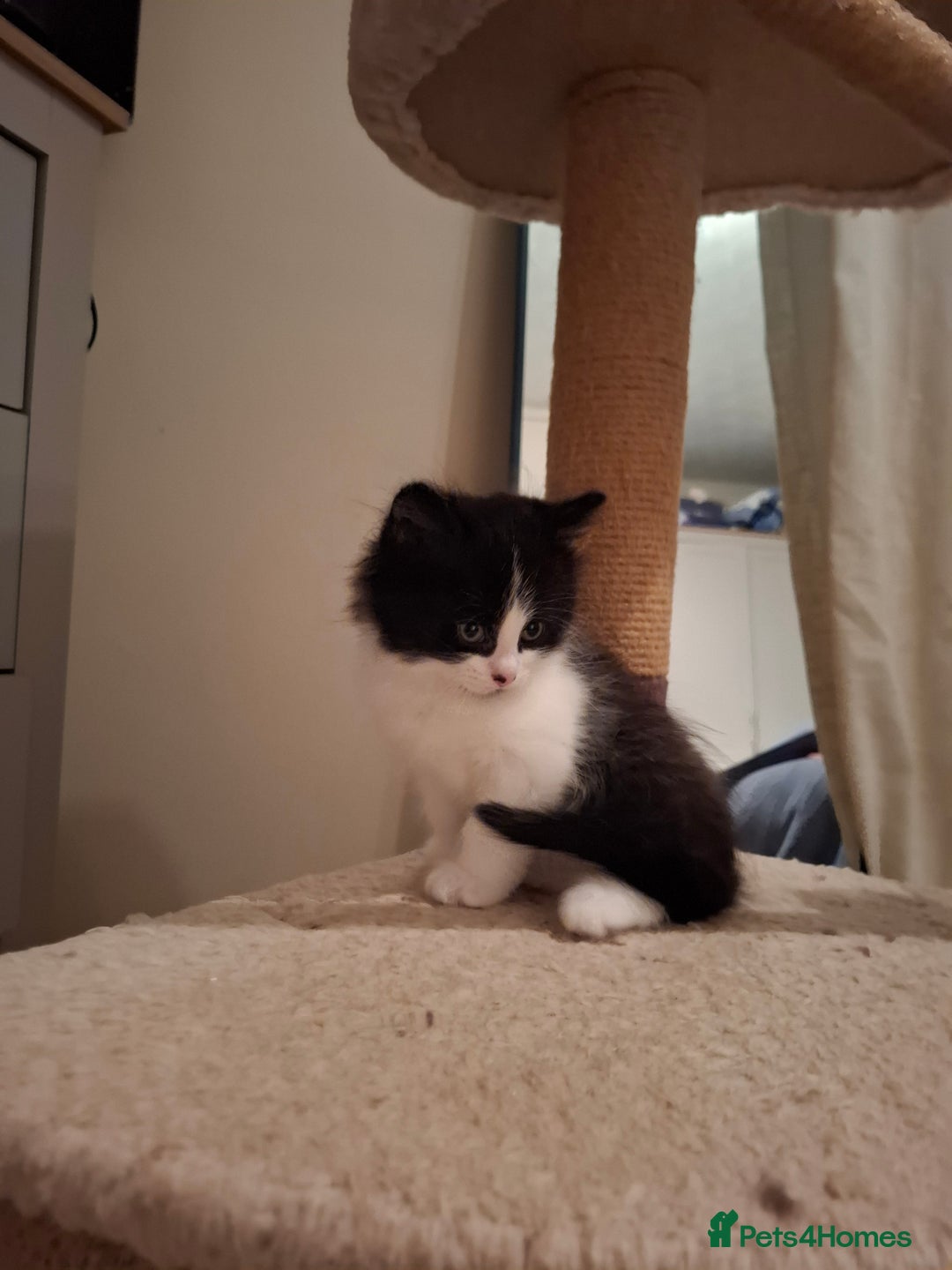 Mixed Breed cats for sale: seven funny kittens - Image 30