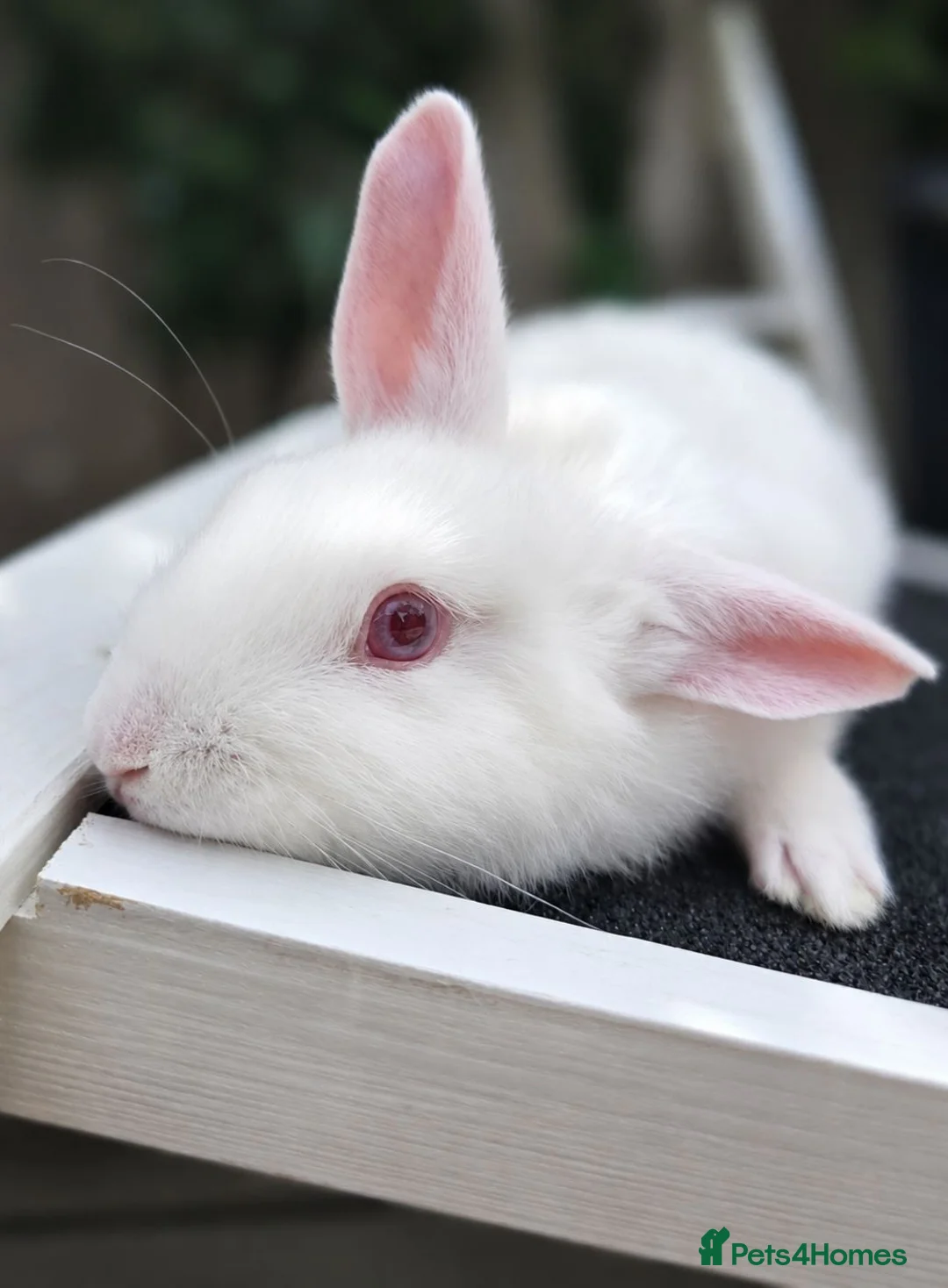 New Zealand rabbits for sale: 2 baby bunnies - Advert 1