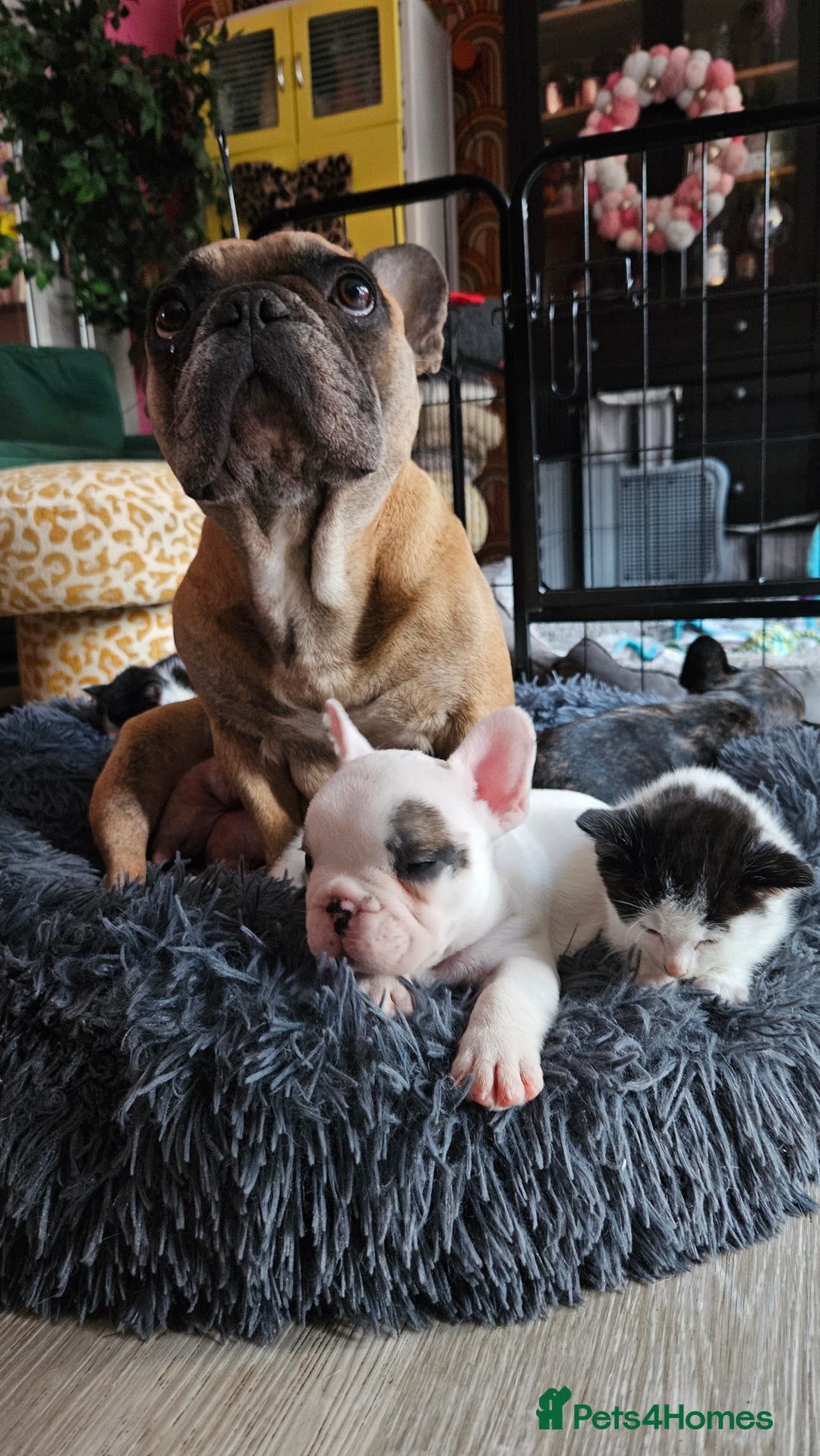 French Bulldog dogs for sale: French Bulldog looking for a loving home ❤️ - Image 7