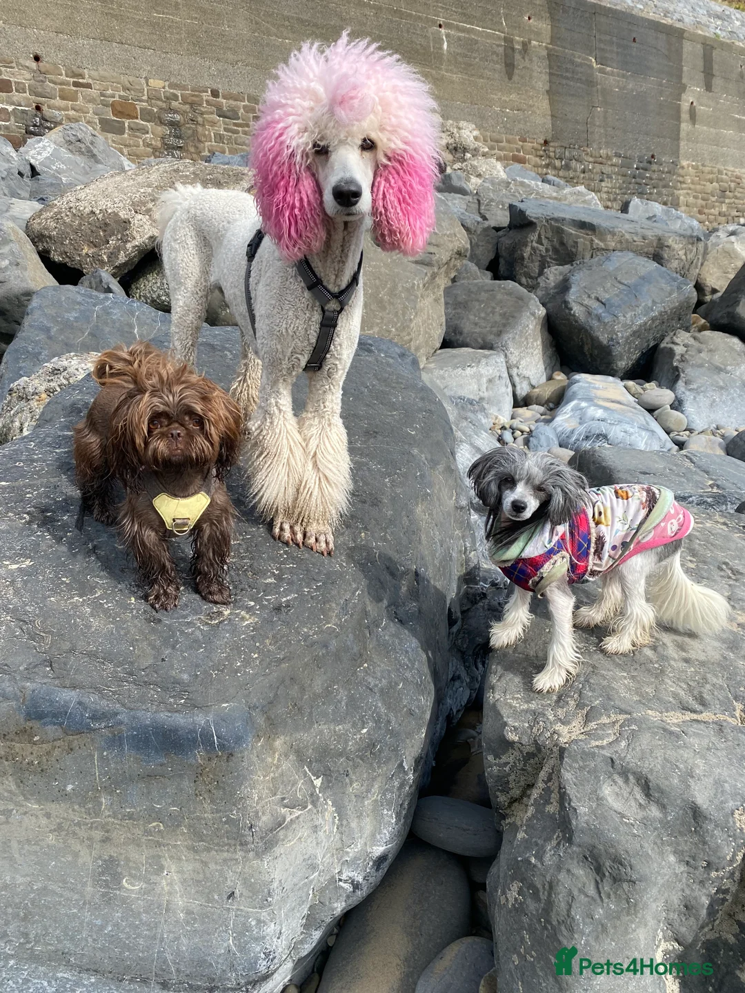 Chinese Crested dogs for sale: 💖Hairless Chinese crested 💖 - Advert 9