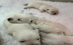 West Highland Terrier dogs for stud: Stud.. in Greenock - Image 12