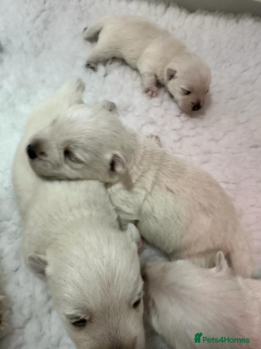 West Highland Terrier dogs for stud: Stud.. in Greenock - Image 12
