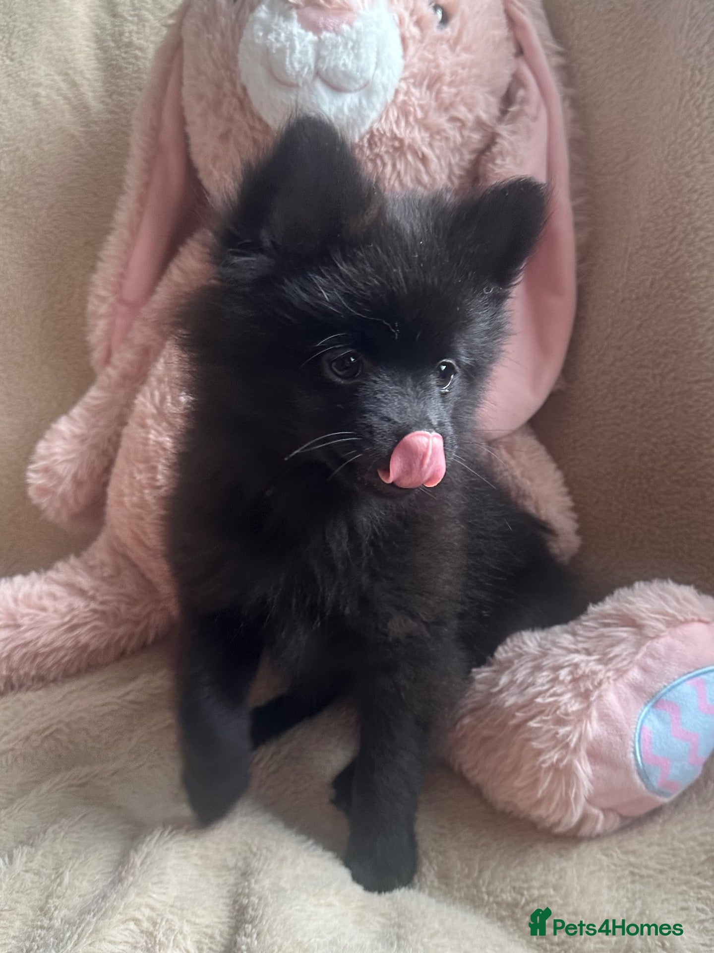 Pomchi dogs 💕last handsome baby boy💕 - Advert 2