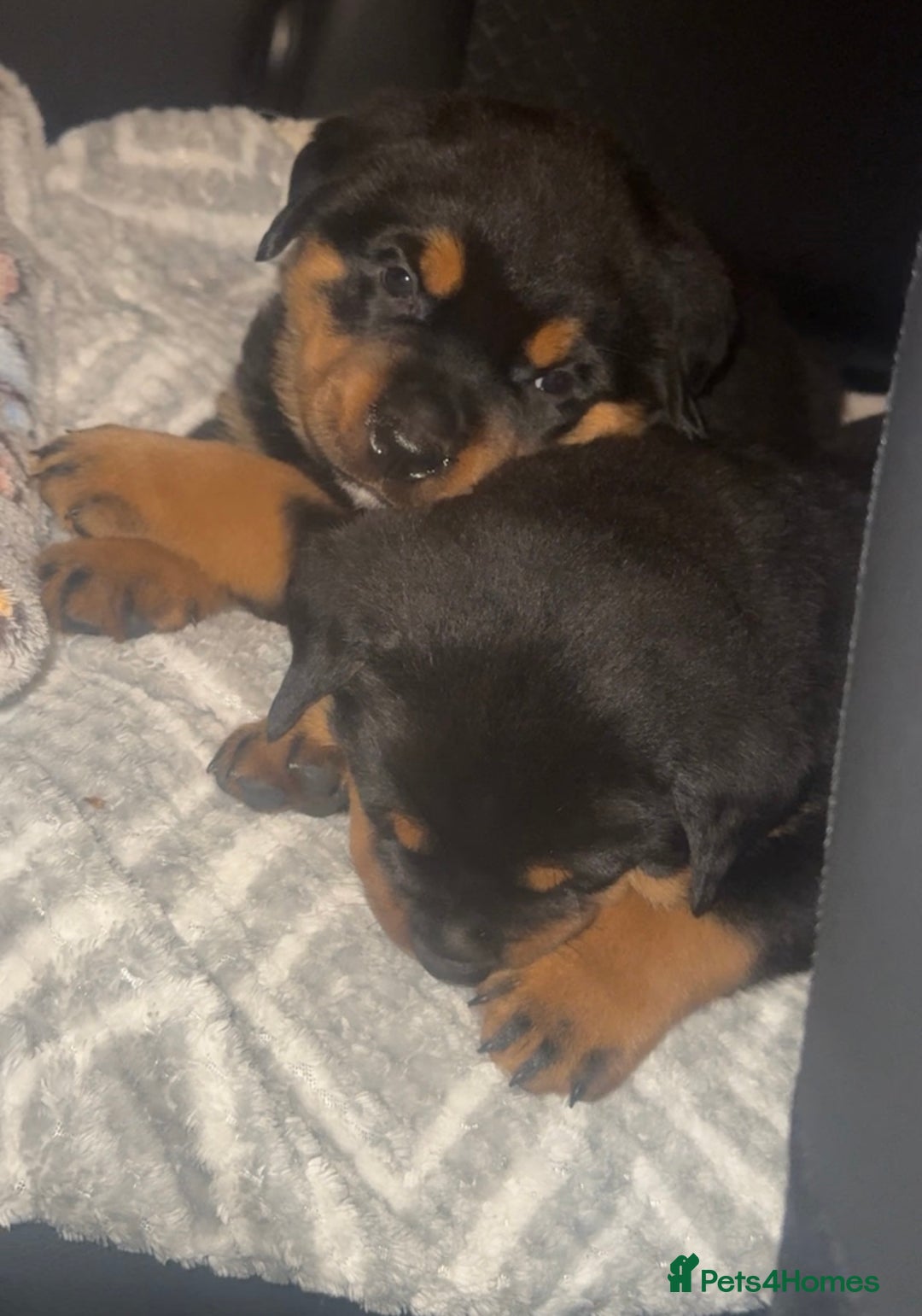 Rottweiler dogs for sale: 9 beautiful Rottweiler puppies for sale  - Advert 6