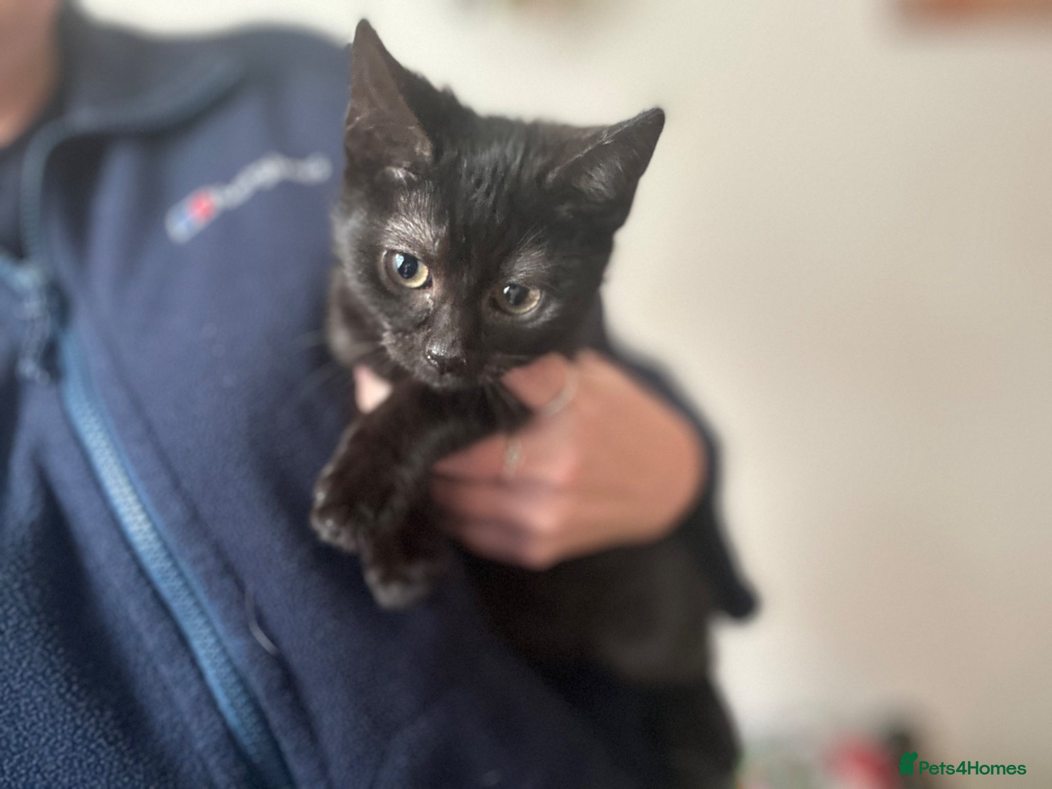 Mixed Breed cats for sale: Kitten for sale  - Advert 3