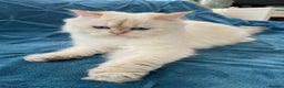 British Longhair cats for sale: Pure bread British Long and Shorthair kittens   - Advert 1