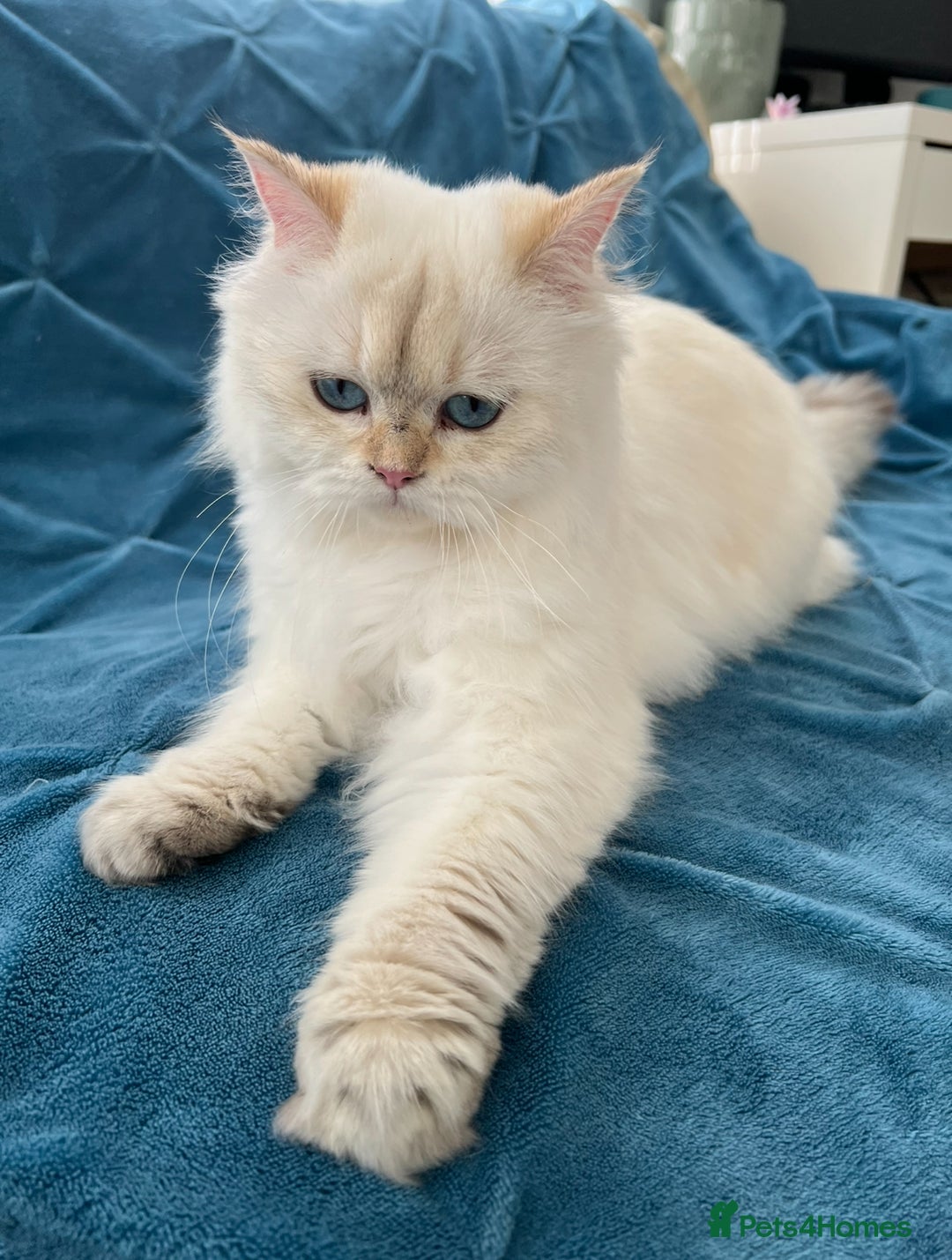 British Longhair cats for sale: Pure bread British Long and Shorthair kittens   - Advert 1