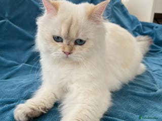 British Longhair cats Pure bread British Long and Shorthair kittens - Advert 11