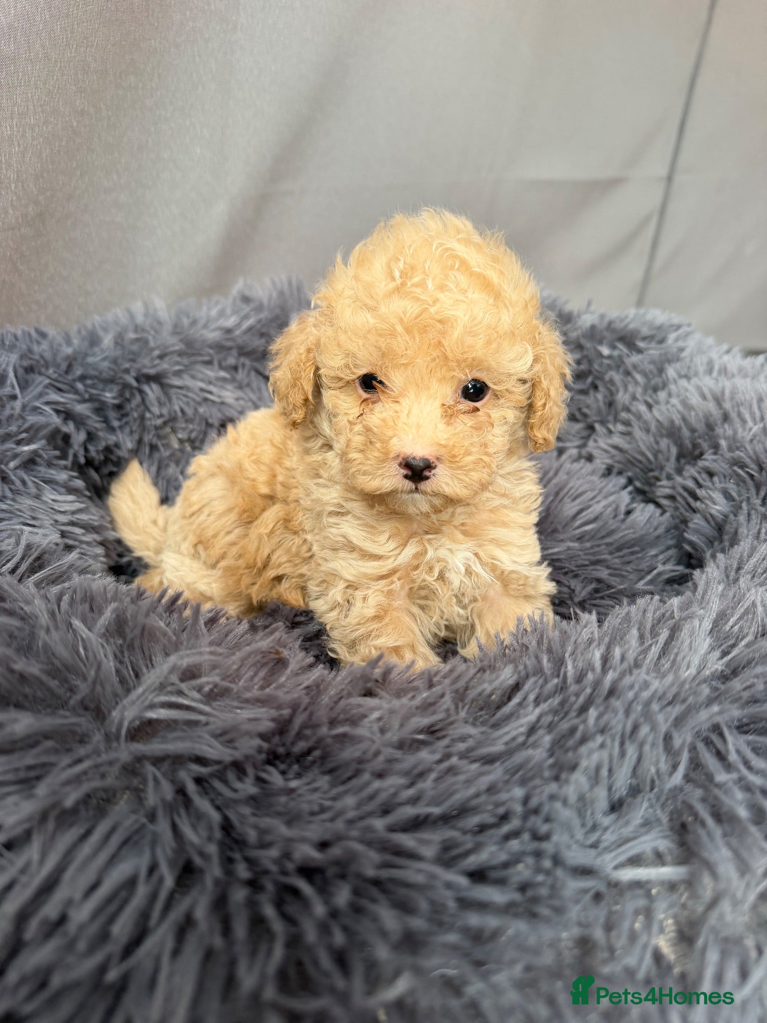 Toy Poodle dogs 1 cream male boy  - Advert 4