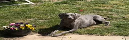 Weimaraner dogs for sale: 🌟READY 2 LEAVE🌟KC Reg Weimaraners 🩷💙 - Advert 10