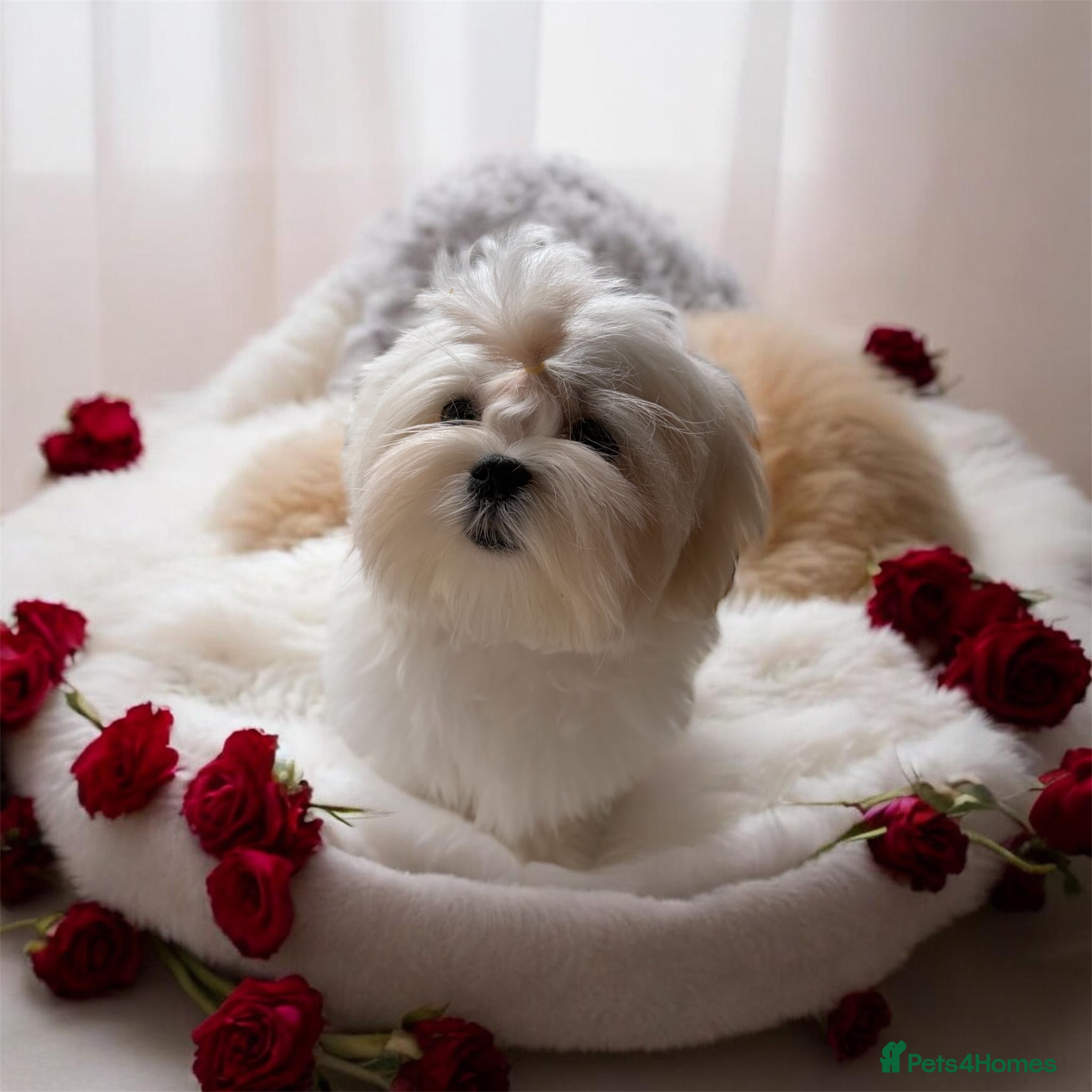 Maltese dogs 💎Last boy 💎 Maltese Korean puppy - Advert 1