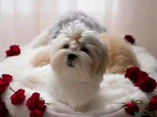 Maltese dogs 💎Last boy 💎 Maltese Korean puppy - Advert 9