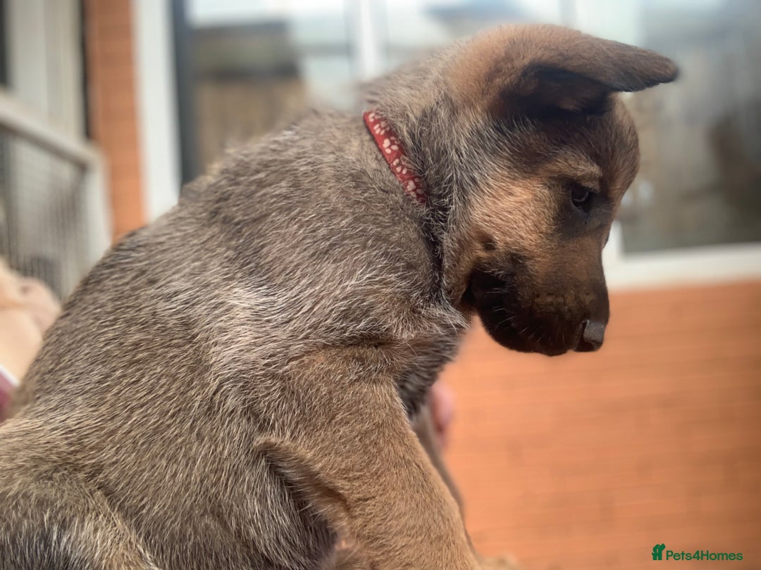 Mixed Breed dogs for sale: German Shepard X Dutch Herder Puppies - Image 22
