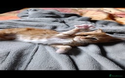 Maine Coon cats for sale: Maine Coon kitten Fire Red Marble Tabby and White - Image 12