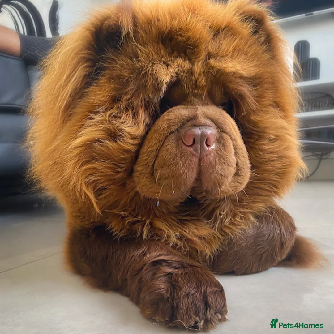 Chow Chow dogs for stud: HERSHEY the famous chocolate carrying blue. in Cheltenham - Advert 3