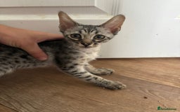 Mixed Breed cats for sale: Beautiful kittens for sale  - Image 2