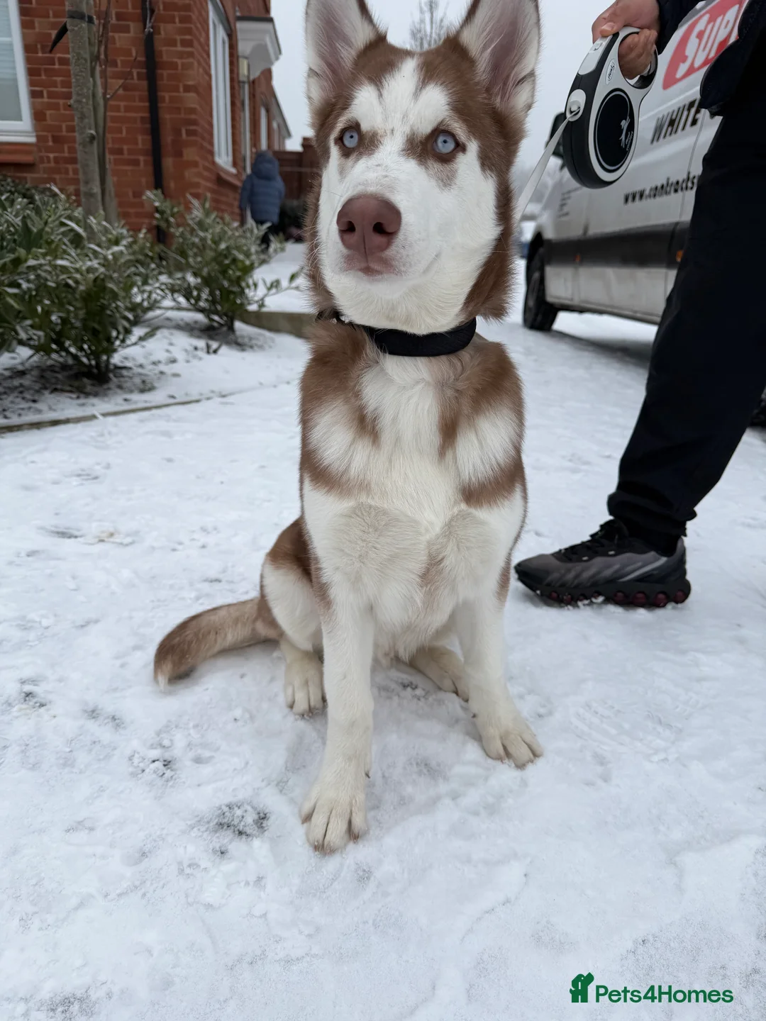 Siberian Husky dogs for sale: Brown Siberian husky blue eyes male  in Rochdale - Advert 1