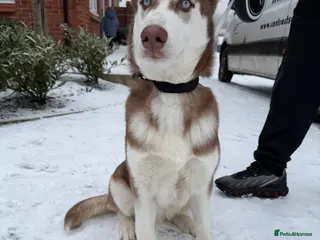 Siberian Husky dogs Brown Siberian husky blue eyes male in Rochdale - Advert 1