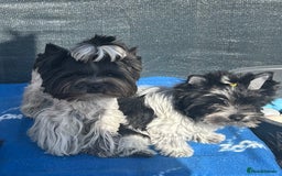 Mixed Breed dogs for sale: Biewer Terrier 2 boys , parents DNA tested. - Image 15