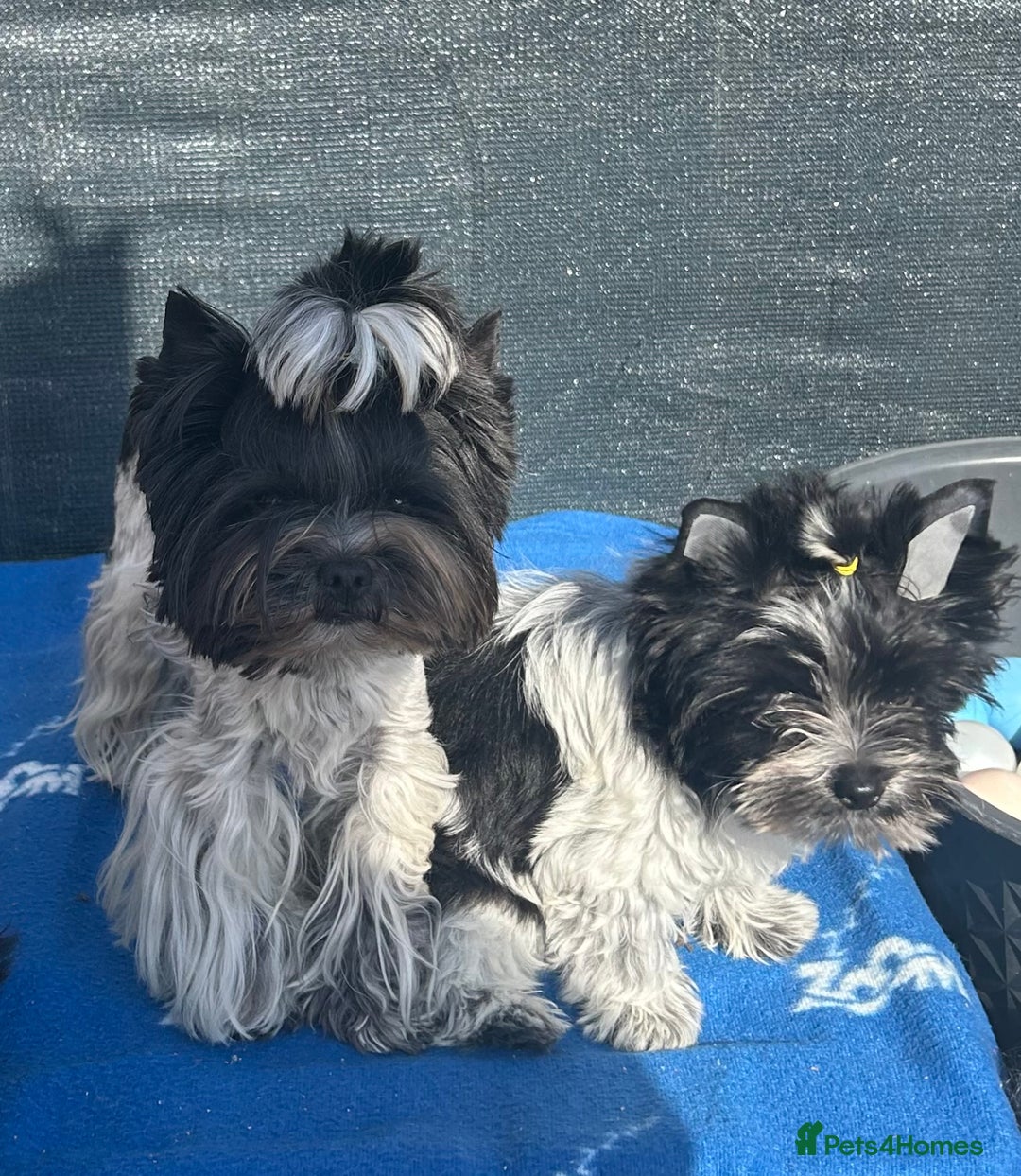 Mixed Breed dogs for sale: Biewer Terrier 2 boys , parents DNA tested. - Image 15