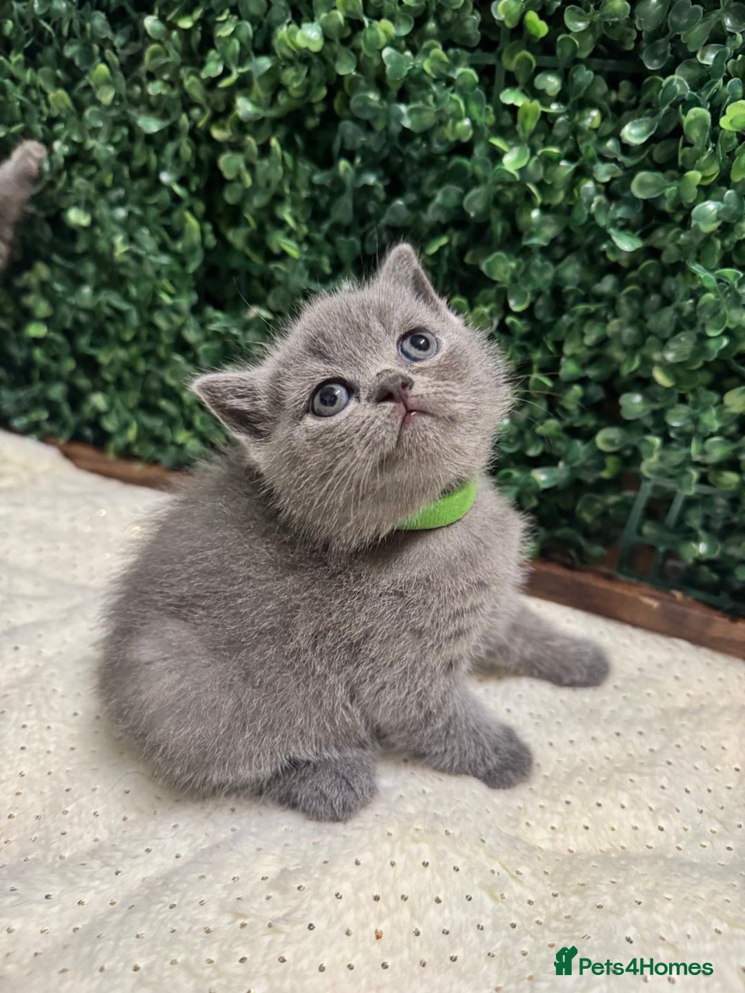 British Shorthair cats for sale: 💕British Shorthair Blue Kittens💕 - Advert 15