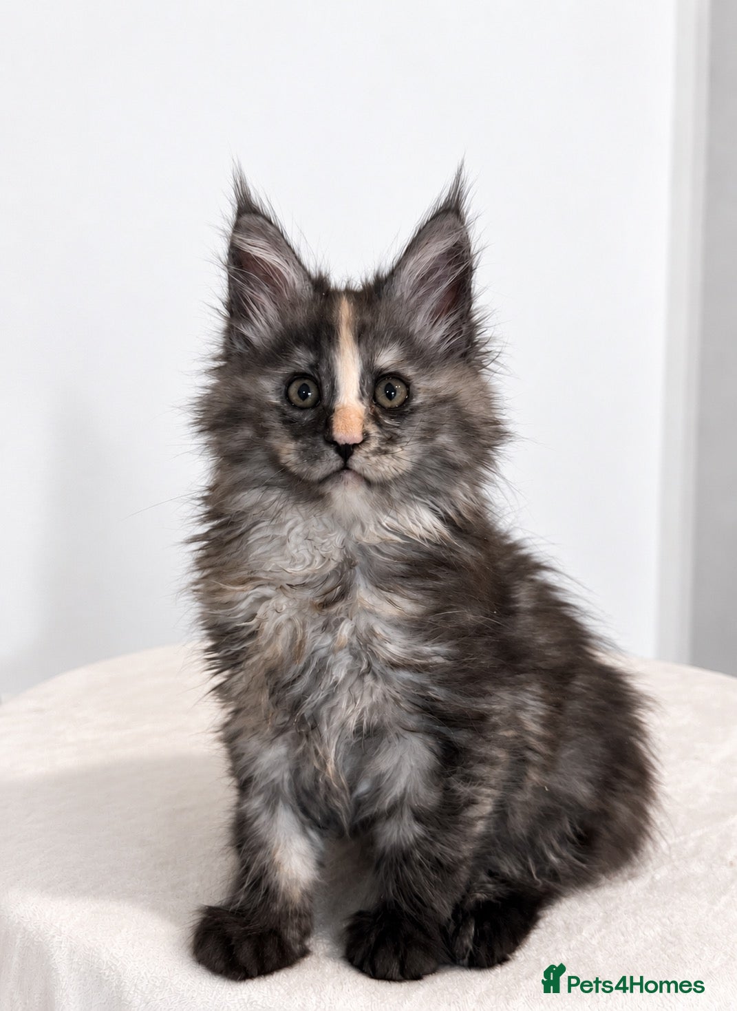 Maine Coon cats Beautiful Maine coon kittens  - Advert 12