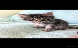 Mixed Breed cats for sale: Spynx X maincoon  - Image 6