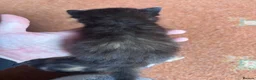 Mixed Breed cats for sale: Beautiful Calico & Ginger Kittens. Ready in 3 week - Advert 10