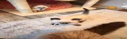 Ragdoll cats for sale: Last Blue point boy ragdoll kitten READY NOW!! - Advert 9