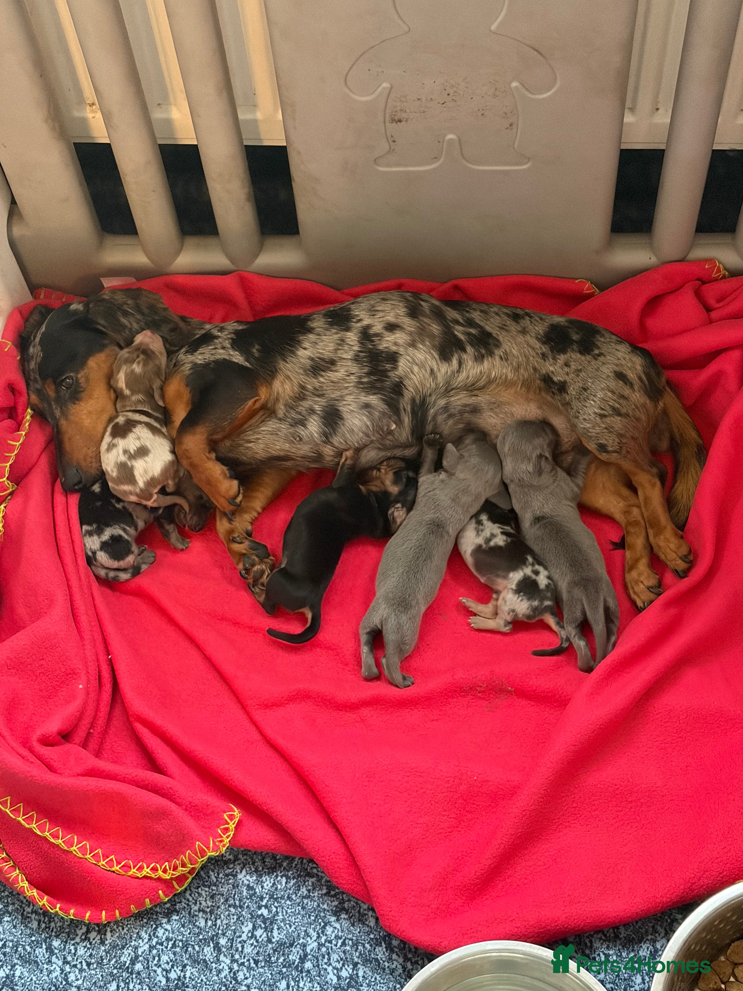 Miniature Dachshund dogs Miniature dachshund 3/6 reserved  - Advert 16